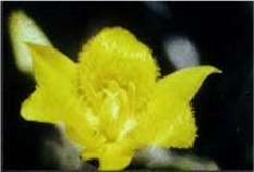 Yellow Star Tulip